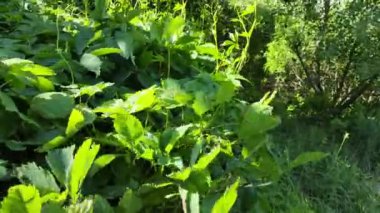 Güneşli bir günde zıplama alanı manzarası. Zıplayan ağaçlar mavi gökyüzü arka planında, yeşil olgun kozalaklar kara arka planda geri geri geri zıpla.