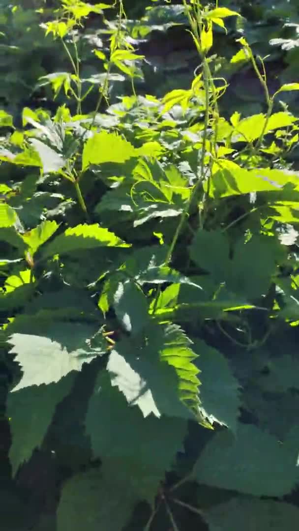 Krajobraz Pola Chmielu Słoneczny Dzień Hop Drzew Tle Niebieskiego Nieba — Wideo stockowe