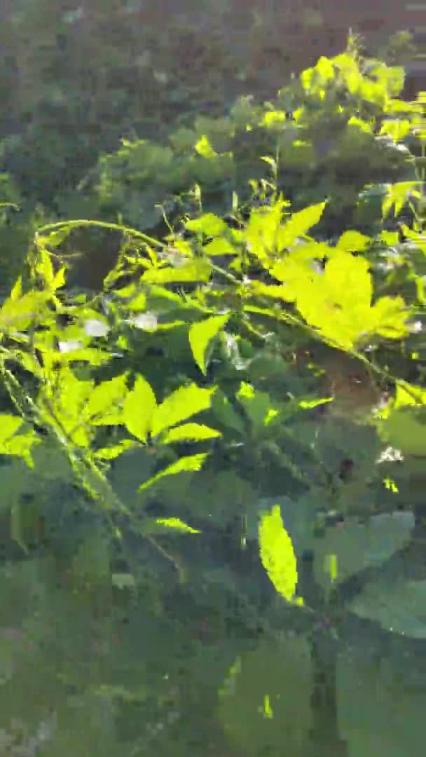 Krajobraz Pola Chmielu Słoneczny Dzień Hop Drzew Tle Niebieskiego Nieba — Wideo stockowe