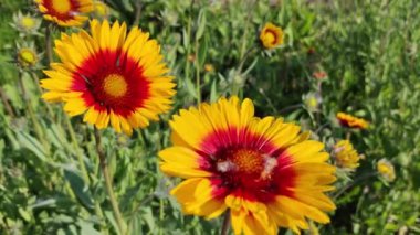 Ekinezya çiçekleri. Ekinezya. Ekinezya purpurea, çiçek açan tıbbi bitki, rudbeckia, tıbbi bitki. Mor Coneflower olarak da bilinen Echinacea Purpurea 'nın canlı büyüyen bir parçası.