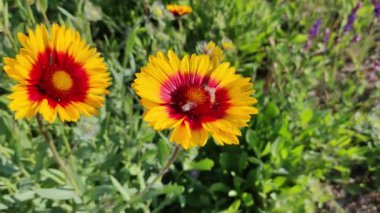 Ekinezya çiçekleri. Ekinezya. Ekinezya purpurea, çiçek açan tıbbi bitki, rudbeckia, tıbbi bitki. Mor Coneflower olarak da bilinen Echinacea Purpurea 'nın canlı büyüyen bir parçası.