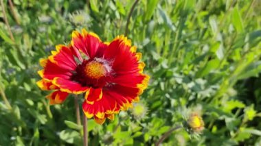 Ekinezya çiçekleri. Ekinezya. Ekinezya purpurea, çiçek açan tıbbi bitki, rudbeckia, tıbbi bitki. Mor Coneflower olarak da bilinen Echinacea Purpurea 'nın canlı büyüyen bir parçası.