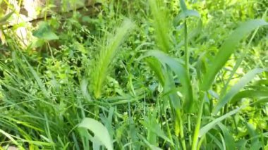 Küçük yeşil dikenler. Çim dikenleri. İlkbahar sulu yeşil çimenler ve rüzgarda sallanan küçük beyaz çiçekler, yakın plan.