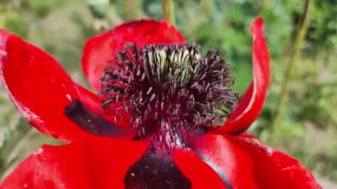 Dekoratif kırmızı gelincik çiçeğinin yakın çekimi. Büyük çiçek. Doğal çiçek geçmişi var. Parkta ya da bahçede gelincikler açar. Bereketli bahar çiçeği.