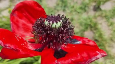 Dekoratif kırmızı gelincik çiçeğinin yakın çekimi. Büyük çiçek. Doğal çiçek geçmişi var. Parkta ya da bahçede gelincikler açar. Bereketli bahar çiçeği.