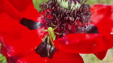 Dekoratif kırmızı gelincik çiçeğinin yakın çekimi. Büyük çiçek. Doğal çiçek geçmişi var. Parkta ya da bahçede gelincikler açar. Bereketli bahar çiçeği.