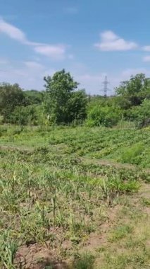 sebze bahçesi tarımı. Yetiştirme yurdu. Sebze. Evde tarım var. sebzeli tarla. Çevre dostu ürünler.