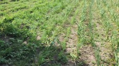 sebze bahçesi tarımı. Yetiştirme yurdu. Sebze. Evde tarım var. sebzeli tarla. Çevre dostu ürünler.