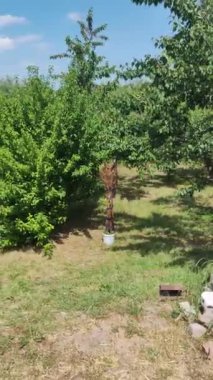 sebze bahçesi tarımı. Yetiştirme yurdu. Sebze. Evde tarım var. sebzeli tarla. Çevre dostu ürünler.