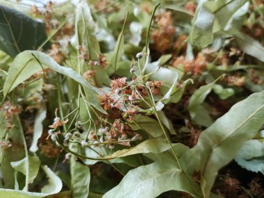 Ihlamur kabukları. Kurutulmuş ıhlamur. Olgun kireç, ıhlamur tozu, cam fincanlar, çay hasadı..