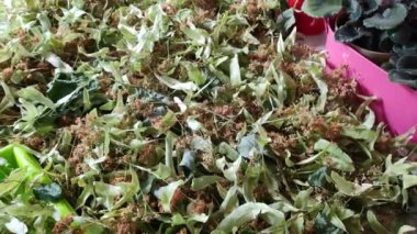 Ihlamur kabukları. Kurutulmuş ıhlamur. Olgun kireç, ıhlamur tozu, cam fincanlar, çay hasadı..