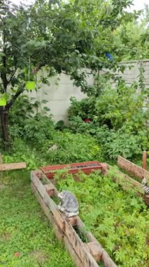 Avlu. Köy evi. Tahta çiçek yatakları ve çimenler. Bahçedeki ağaçlar. Bahçeli küçük bir teras. Evde meyve ve sebze yetiştiriyorum. küçük çiftlik.