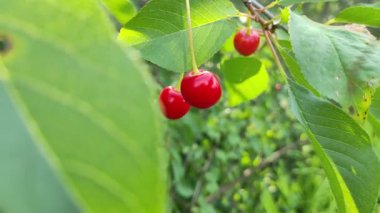 Bir dalda kırmızı kiraz. Olgun kırmızı kiraz. Yumuşak rüzgar, sallanan kiraz ağacı tatlı ve lezzetli meyvelerle dolu..