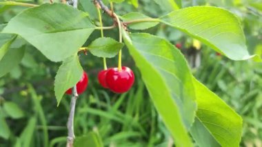 Bir dalda kırmızı kiraz. Olgun kırmızı kiraz. Yumuşak rüzgar, sallanan kiraz ağacı tatlı ve lezzetli meyvelerle dolu..