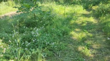 Mini bahçe. Sebze bahçeli ev terası. Evde sebze yetiştiriyorum. Doğal sebzeler sağlıklı beslenme.