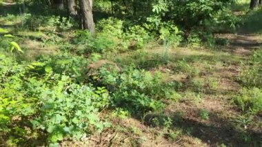 Mini bahçe. Sebze bahçeli ev terası. Evde sebze yetiştiriyorum. Doğal sebzeler sağlıklı beslenme.