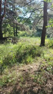 Mini bahçe. Sebze bahçeli ev terası. Evde sebze yetiştiriyorum. Doğal sebzeler sağlıklı beslenme.