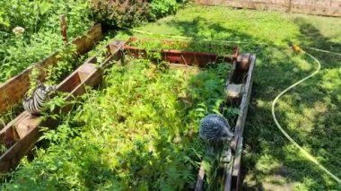 Mini bahçe. Sebze bahçeli ev terası. Evde sebze yetiştiriyorum. Doğal sebzeler sağlıklı beslenme.