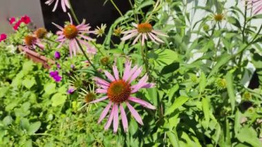 Büyük ekinezya çiçekleri. Ekinezya yakın plan. Bir tarlada ekinezya yakın çekim. Güzel mor bir cilt bakımı ile tıbbi bitki. Ekinezya çiçeği. Bahçedeki evin yanında çiçekler..