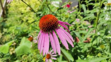 Büyük ekinezya çiçekleri. Ekinezya yakın plan. Bir tarlada ekinezya yakın çekim. Güzel mor bir cilt bakımı ile tıbbi bitki. Ekinezya çiçeği. Bahçedeki evin yanında çiçekler..