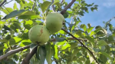 Bir dalda küçük yeşil elmalar. Elma ağacındaki sulu elmalar. Yeşil, küçük, olgunlaşmamış elmalar güneşli bir günde bir elma ağacının dallarında yetişir..