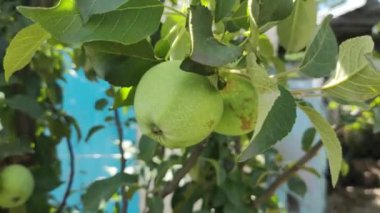 Bir dalda küçük yeşil elmalar. Elma ağacındaki sulu elmalar. Yeşil, küçük, olgunlaşmamış elmalar güneşli bir günde bir elma ağacının dallarında yetişir..