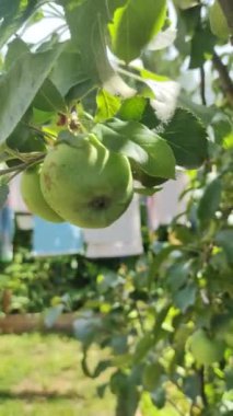Bir dalda küçük yeşil elmalar. Elma ağacındaki sulu elmalar. Yeşil, küçük, olgunlaşmamış elmalar güneşli bir günde bir elma ağacının dallarında yetişir..