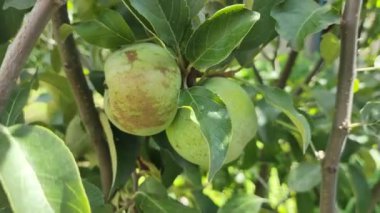 Bir dalda küçük yeşil elmalar. Elma ağacındaki sulu elmalar. Yeşil, küçük, olgunlaşmamış elmalar güneşli bir günde bir elma ağacının dallarında yetişir..