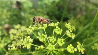 Çiçekteki bir arı netar toplar. Bir çiçekte yaban arısı. Yaprağın üzerinde uç. Kahverengi Apis mellifera arısının makro polen toplaması