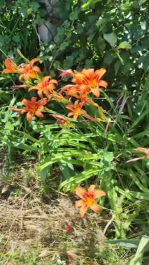 turuncu zambaklar. Doğada turuncu zambak çiçekleri. Çekici çiçek açan nilüfer çiçeği. Reklamcılık ve izole etmek için yaz arkaplanı..