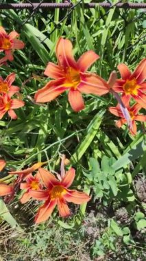 turuncu zambaklar. Doğada turuncu zambak çiçekleri. Çekici çiçek açan nilüfer çiçeği. Reklamcılık ve izole etmek için yaz arkaplanı..