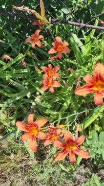 turuncu zambaklar. Doğada turuncu zambak çiçekleri. Çekici çiçek açan nilüfer çiçeği. Reklamcılık ve izole etmek için yaz arkaplanı..