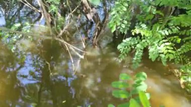 Sudaki ağaçlar. Sel basmış ağaçlar. ağaç dalları ve suyun kökleri.