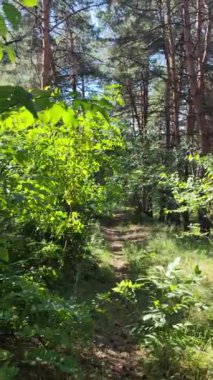 Çam ormanı, manzara, uzun çam ağaçları, ormanda yürüyüş, dikey video, yüksek çözünürlüklü video.