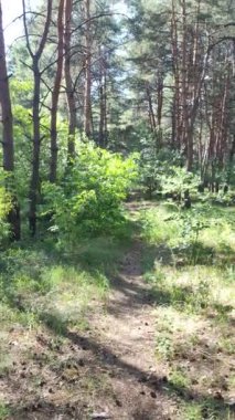 Çam ormanı, manzara, uzun çam ağaçları, ormanda yürüyüş, dikey video, yüksek çözünürlüklü video.