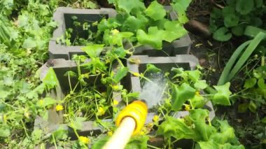 Salatalık sulayan bir adam. Çiftçi bahçıvan sulama tenekesini yeşil salatalık çiçeğini sulamak için, fidanları bahçede sebze yetiştirmek için kullanırdı. Sebze sulayan adam..