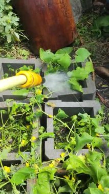 Salatalık sulayan bir adam. Çiftçi bahçıvan sulama tenekesini yeşil salatalık çiçeğini sulamak için, fidanları bahçede sebze yetiştirmek için kullanırdı. Sebze sulayan adam..