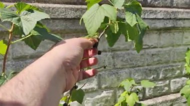 Bir adam böğürtlen toplar Bir adam çalılardan frenk üzümü topluyor. Frenk üzümü. Dallarda olgun üzümler var. Ev bahçesi. organik gıda. sağlıklı beslenme.