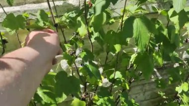 Bir adam böğürtlen toplar Bir adam çalılardan frenk üzümü topluyor. Frenk üzümü. Dallarda olgun üzümler var. Ev bahçesi. organik gıda. sağlıklı beslenme.