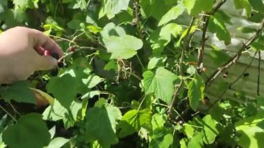 Bir adam böğürtlen toplar Bir adam çalılardan frenk üzümü topluyor. Frenk üzümü. Dallarda olgun üzümler var. Ev bahçesi. organik gıda. sağlıklı beslenme.