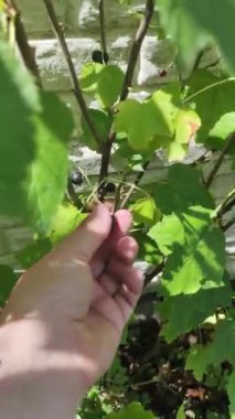 Bir adam böğürtlen toplar Bir adam çalılardan frenk üzümü topluyor. Frenk üzümü. Dallarda olgun üzümler var. Ev bahçesi. organik gıda. sağlıklı beslenme.