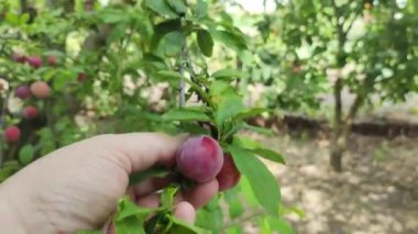 Lezzetli erikler. Elde erikler. Ağaçtaki güzel erikler. Bahçede bir sürü olgun erik var. Daldaki eriği koparırız. Meyve bahçesindeki ağaç dalında olgunlaşmış kırmızı meyveler.