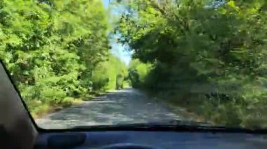 Virajlı yol. Yol ve ağaçlar. Araba gezisi. Sürücü direksiyonda.