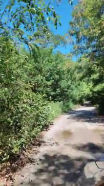 Virajlı yol. Yol ve ağaçlar. Araba gezisi. Sürücü direksiyonda.