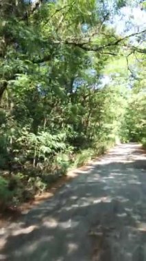 Virajlı yol. Yol ve ağaçlar. Araba gezisi. Sürücü direksiyonda.