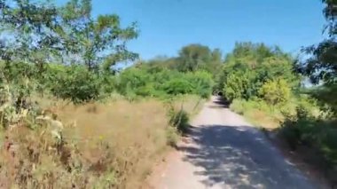 Virajlı yol. Yol ve ağaçlar. Araba gezisi. Sürücü direksiyonda.