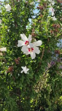 Beyaz amber çiçeği. Beyaz ve kırmızı merkezli Hibiscus çiçeği. Yeşil yapraklı beyaz amber çiçeği