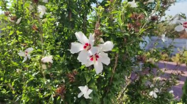 Beyaz amber çiçeği. Beyaz ve kırmızı merkezli Hibiscus çiçeği. Yeşil yapraklı beyaz amber çiçeği