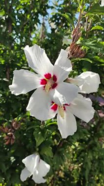 Beyaz amber çiçeği. Beyaz ve kırmızı merkezli Hibiscus çiçeği. Yeşil yapraklı beyaz amber çiçeği