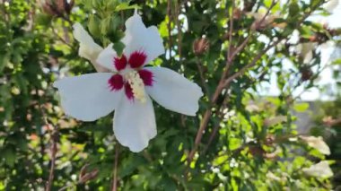 Beyaz amber çiçeği. Beyaz ve kırmızı merkezli Hibiscus çiçeği. Yeşil yapraklı beyaz amber çiçeği